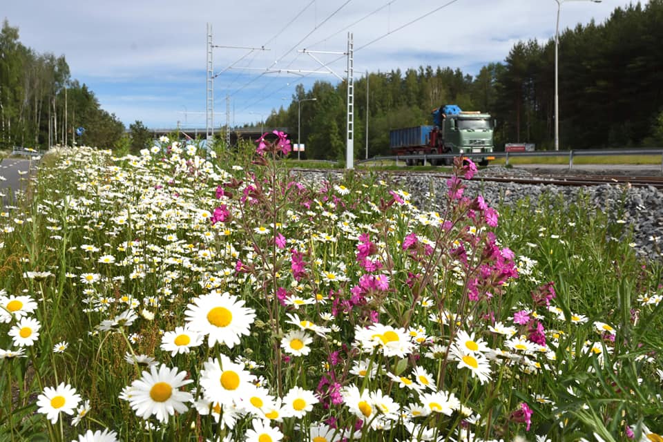 Tampereen Ratikan niitty